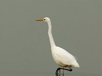 Ardea alba 5, Grote zilverreiger, Saxifraga-Piet Munsterman