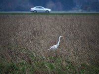 Ardea alba 51, Grote zilverreiger, Saxifraga-Hans Dekker