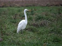 Ardea alba 52, Grote zilverreiger, Saxifraga-Hans Dekker