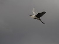 Ardea alba 57, Grote zilverreiger, Saxifraga-Dirk Hilbers