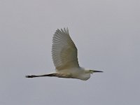 Ardea alba 59, Grote zilverreiger, Saxifraga-Henk Baptist