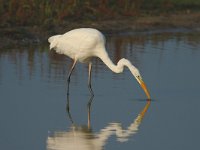 Ardea alba 6, Grote zilverreiger, Saxifraga-Piet Munsterman