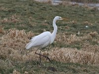 Ardea alba 60, Grote zilverreiger, Saxifraga-Henk Baptist