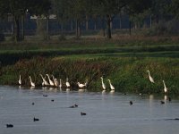 Ardea alba 64, Grote ziverreiger, Saxifraga-Henk Sierdsema