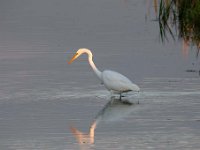 Ardea alba 66, Grote zilverreiger, Saxifraga-Luuk Vermeer