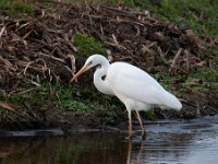 Ardea alba 68, Grote zilverreiger, Saxifraga-Luuk Vermeer