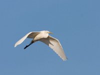 Ardea alba 7, Grote zilverreiger, Saxifraga-Luc Hoogenstein