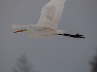 Ardea alba 71, Grote zilverreiger, Saxifraga-Luuk Vermeer