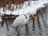 Ardea alba 74, Grote zilverreiger, Saxifraga-Luuk Vermeer