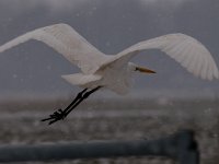 Ardea alba 76, Grote zilverreiger, Saxifraga-Luuk Vermeer