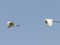 Ardea alba 8, Grote zilverreiger, Saxifraga-Mark Zekhuis