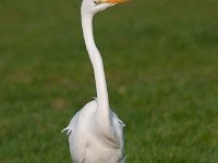 Ardea alba 80, Grote zilverreiger, Saxifraga-Luuk Vermeer