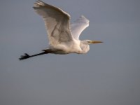 Ardea alba 83, Grote zilverreiger, Saxifraga-Luuk Vermeer