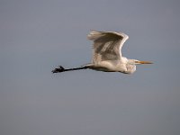 Ardea alba 87, Grote zilverreiger, Saxifraga-Luuk Vermeer