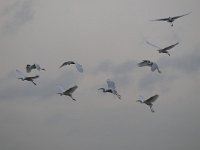 Ardea alba 88, Grote zilverreiger, Saxifraga-Luuk Vermeer