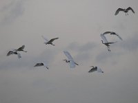 Ardea alba 89, Grote zilverreiger, Saxifraga-Luuk Vermeer