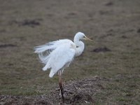 Ardea alba 93, Grote zilverreiger, Saxifraga-Luuk Vermeer