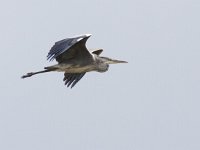 Ardea cinerea 101, Blauwe reiger, Saxifraga-Mark Zekhuis