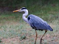 Ardea cinerea 102, Blauwe reiger, Saxifraga-Bart Vastenhouw