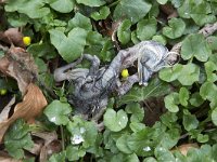 Dode uit nest gewaaide jongen reiger  Ardea cinerea; blown out of its nest by a storm. : The end, Death, Disaster, Natural disaster