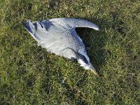 Dead grey heron (Ardea cinerea)  Dead grey heron (Ardea cinerea) : grey heron, gray heron, heron, dead, bird, fauna, avifauna, wildlife, nature, natural, death, 1, one, grass, meadow