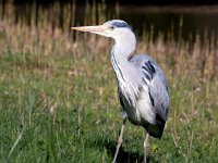 Ardea cinerea 111, Blauwe reiger, Saxifraga-Bart Vastenhouw