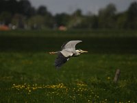 Ardea cinerea 114, Blauwe reiger, Saxifraga-Luuk Vermeer