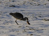 Ardea cinerea 118, Blauwe reiger, Saxifraga-Luuk Vermeer