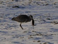 Ardea cinerea 119, Blauwe reiger, Saxifraga-Luuk Vermeer