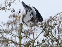 Ardea cinerea 13, Blauwe reiger, Saxifraga-Piet Munsterman