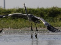 Ardea cinerea 131, Blauwe reiger, Saxifraga-Luuk Vermeer