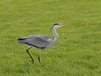 Ardea cinerea 132, Blauwe reiger, Saxifraga-Luuk Vermeer