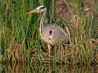 Ardea cinerea 136, Blauwe reiger, Saxifraga-Luuk Vermeer