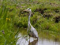 Blauwe reiger  Blauwe reiger in polder Arkemheen : Ardea cinerea