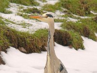 Ardea cinerea 145, Blauwe reiger, Saxifraga-Luuk Vermeer