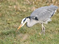 Ardea cinerea 149, Blauwe reiger, Saxifraga-Luuk Vermeer