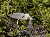 Ardea cinerea 15, Blauwe reiger, Saxifraga-Piet Munsterman