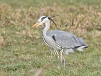 Ardea cinerea 150, Blauwe reiger, Saxifraga-Luuk Vermeer