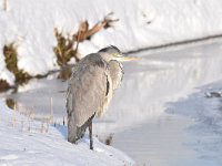 Ardea cinerea 156, Blauwe reiger, Saxifraga-Luuk Vermeer