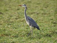 Ardea cinerea 158, Blauwe reiger, Saxifraga-Luuk Vermeer