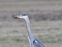 Ardea cinerea 161, Blauwe reiger, Saxifraga-Luuk Vermeer