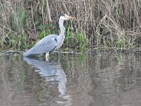 Ardea cinerea 164, Blauwe reiger, Saxifraga-Luuk Vermeer