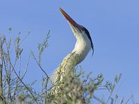 Ardea cinerea 169, Blauwe reiger, Saxifraga-Tom Heijnen