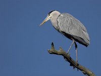 Ardea cinerea 22, Blauwe reiger, Saxifraga-Luc Hoogenstein