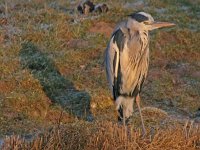 Ardea cinerea 25, Blauwe reiger, Saxifraga-Jan Nijendijk