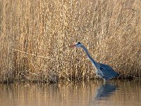 Ardea cinerea 27, Blauwe reiger, Saxifraga-Luc Hoogenstein