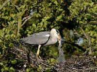 Ardea cinerea 29, Blauwe reiger, Saxifraga-Piet Munsterman