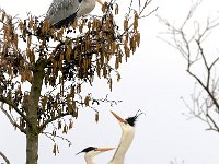 Ardea cinerea 31, Blauwe reiger, Saxifraga-Piet Munsterman