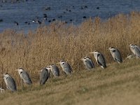 Ardea cinerea 33, Blauwe reiger, Saxifraga-Mark Zekhuis