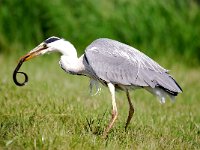 Ardea cinerea 39, Blauwe reiger, Saxifraga-Piet Munsterman